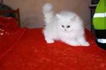 Magnifiques chaton persan femelle a cede