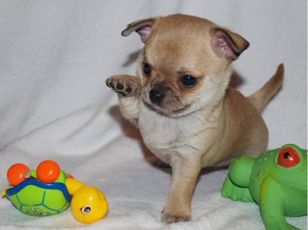 A donner chiot type chihuahua femelle