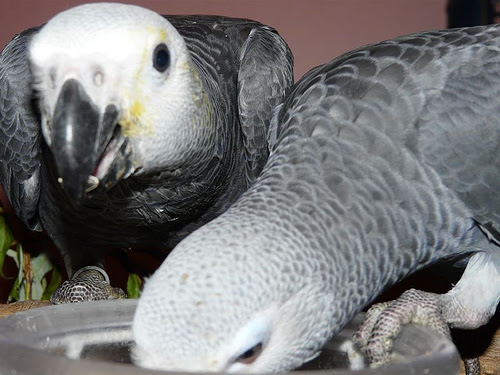Couple perroquets gris du Gabon