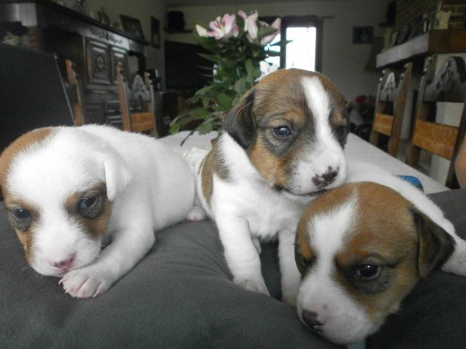 Chiots jack russel