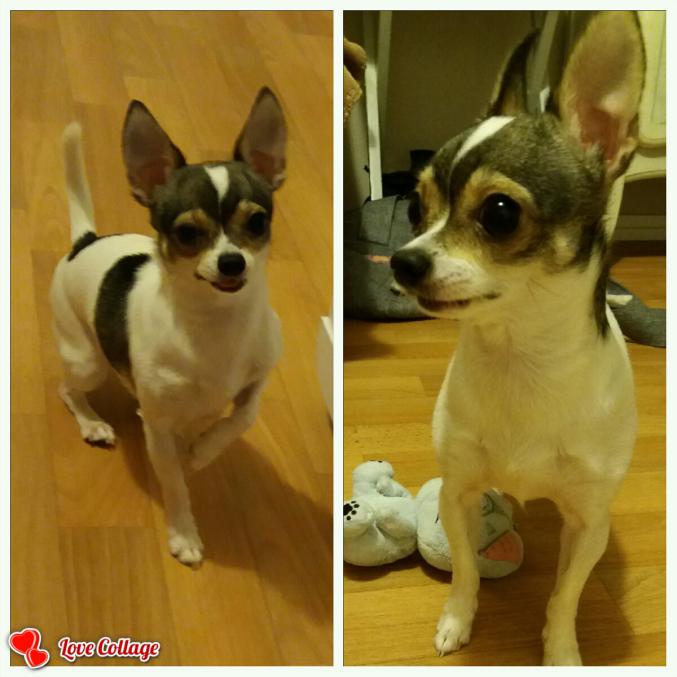 Mini Chihuahua pour saillie