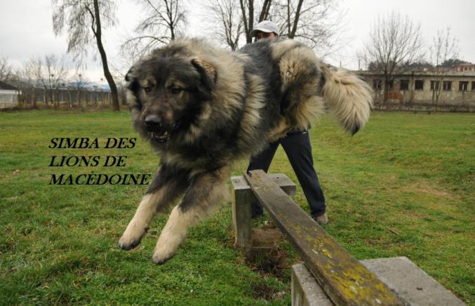 Réservations chien de garde berger yougoslave