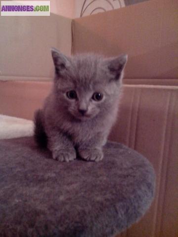 Chatons Chartreux Pure Race