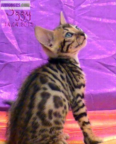 Chatons bengal brown spotted tabby (rosettes serties)