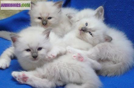 A reserver quatre chatons sacre de birmanie non loof