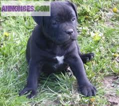 Chiot de type staffordshire bull terrier a adopter