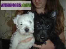Chiots type scottish terrier a adopter