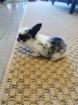 Bébé lapins nains - Miniature