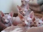 Magnifiques chatons sphynx loof - Miniature