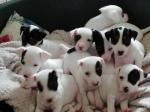 Chiots jack russell - Miniature