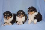 Chiots colley lof - Miniature