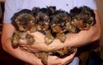 4 magnifiques chiots yorkshire terrier - Miniature