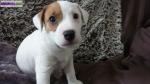 Jacks russels terriers - Miniature