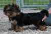 2 adorables chiots yorkshire terrier cherchent famille... - Miniature