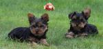 2 bébés yorkshire terrier - Miniature