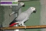 Couple de perroquet gris du gabon - Miniature