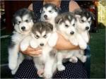 Adorables chiots husky sibériens lof - Miniature