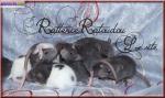 Jolis rats mâles et femelles à adopter - Miniature