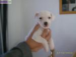 Chiots jack russell parson - Miniature