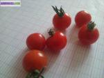 40 graines tomates  petit-moineau - Miniature