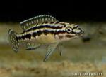 Julidochromis marleri - Miniature
