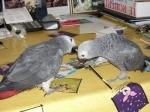 Donne jolie couple perroquet gris du gabon - Miniature