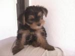 Chiot yorkshire terrier - Miniature
