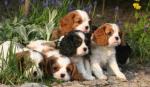 Chiots type cavalier king charles non l.o.f - Miniature