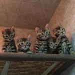  tres beaux chatons bengals bien types - Miniature