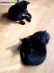 Chatons noirs type européen - Miniature