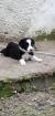 Chiots bearded collie - Miniature