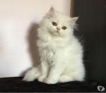 Magnifique chaton persan - Miniature