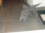 Deux merveilleux chatons de type chartreux - Miniature