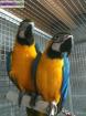 Couple perroquet  ara ararauna - Miniature