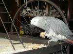 Donne perroquet gris du gabon - Miniature