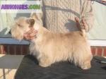 Chiots type scottish terrier a adopter - Miniature