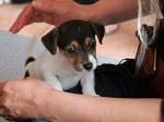 Chiots jack  russell - Miniature