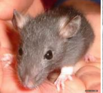 Rat nu / poilu, bébé et jeune - Miniature