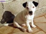 Adorable chiot jack russell terrier - Miniature