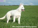 Berger blanc suisse lof - Miniature