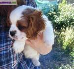 Adorables chiots cavaliers king charles pure race - Miniature