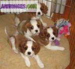 Chiots cavalier king charles - Miniature