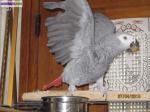 Perroquet gris du gabon - Miniature
