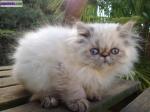 Chatons persans seal tabby point loof - Miniature
