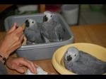 Offre des perroquets gris du gabon - Miniature