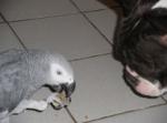 Adorable perroquet gris du gabon - Miniature