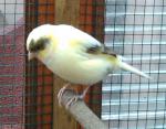 Canaris jaune et autre oiseaux - Miniature
