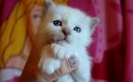 A donnez chaton sacré de birmanie - Miniature