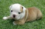 Bulldog anglais de noël beau pour adoption - Miniature