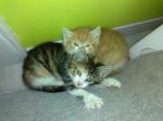 2 chatonnes à adopter - Miniature